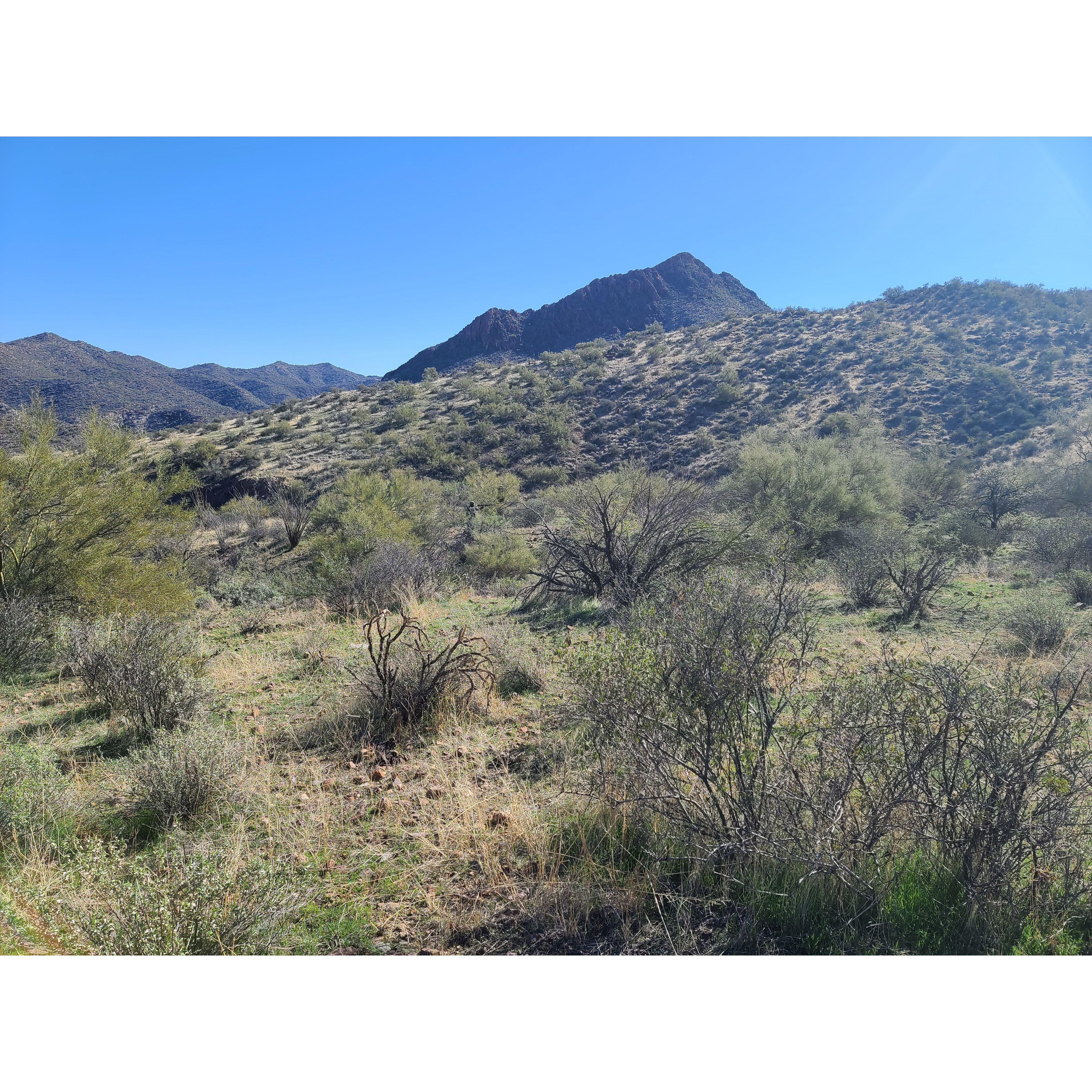 This was my first quail hunt with Karson & Kevin.