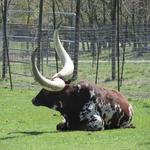 Bayou Wildlife Zoo