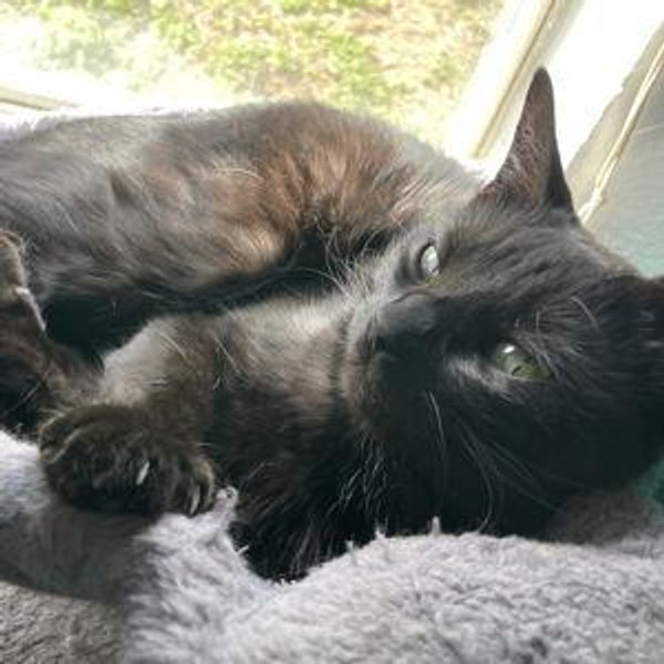Donate to Austin Pets Alive!