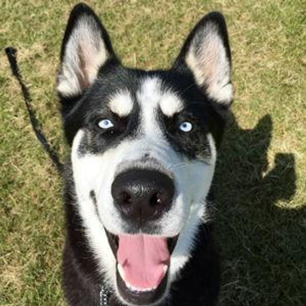 Dog Sitter Fund - So the couple can enjoy their honeymoon!
