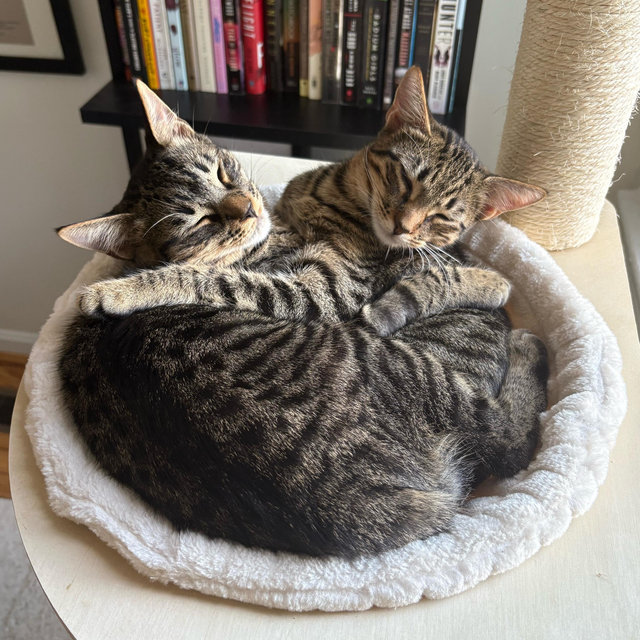 Cat treats for life