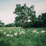 Bean Hollow Grassfed