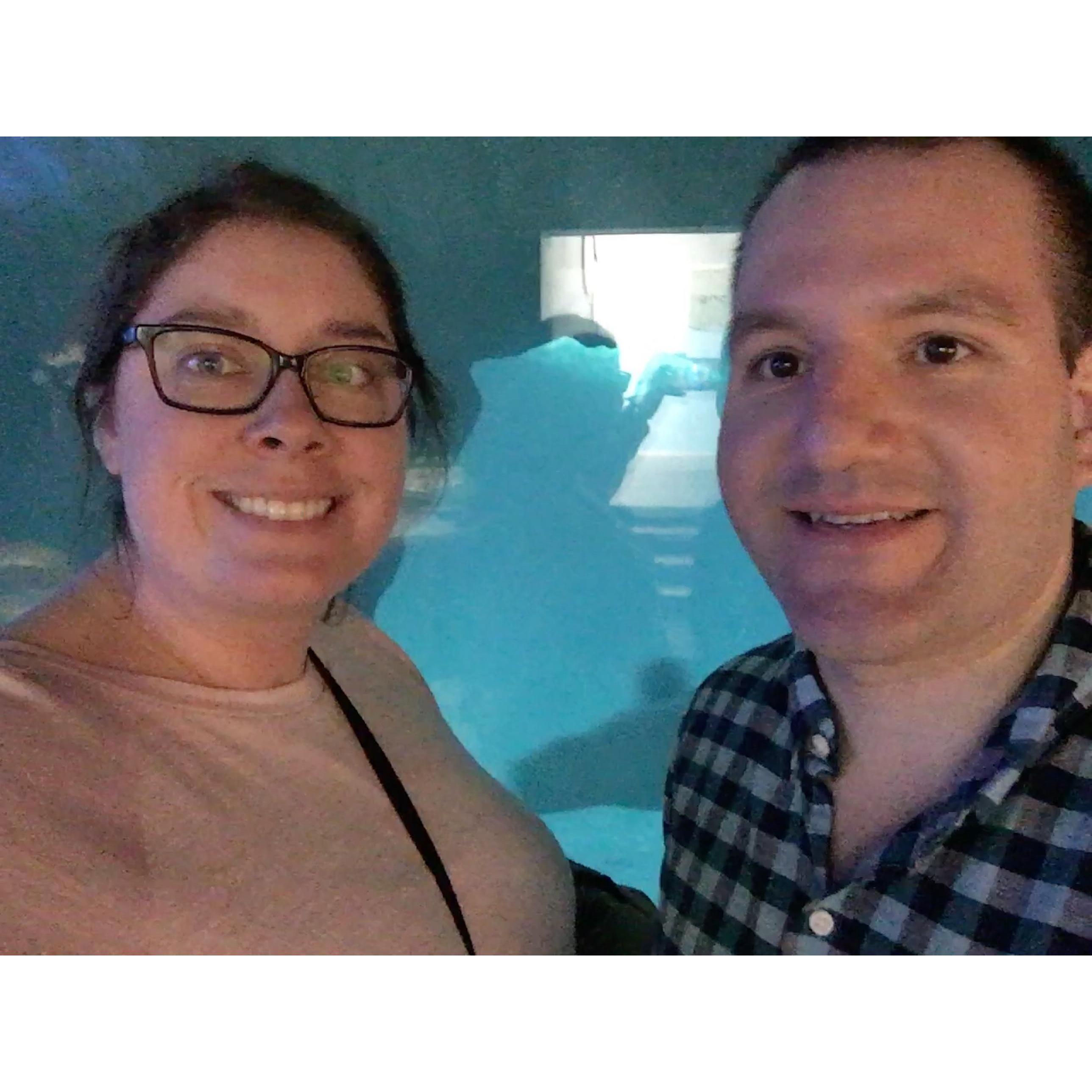 Beluga Whale photo bomb in Chicago