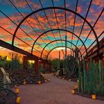 Desert Botanical Garden