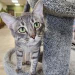 The Cafe Meow (Roseville)