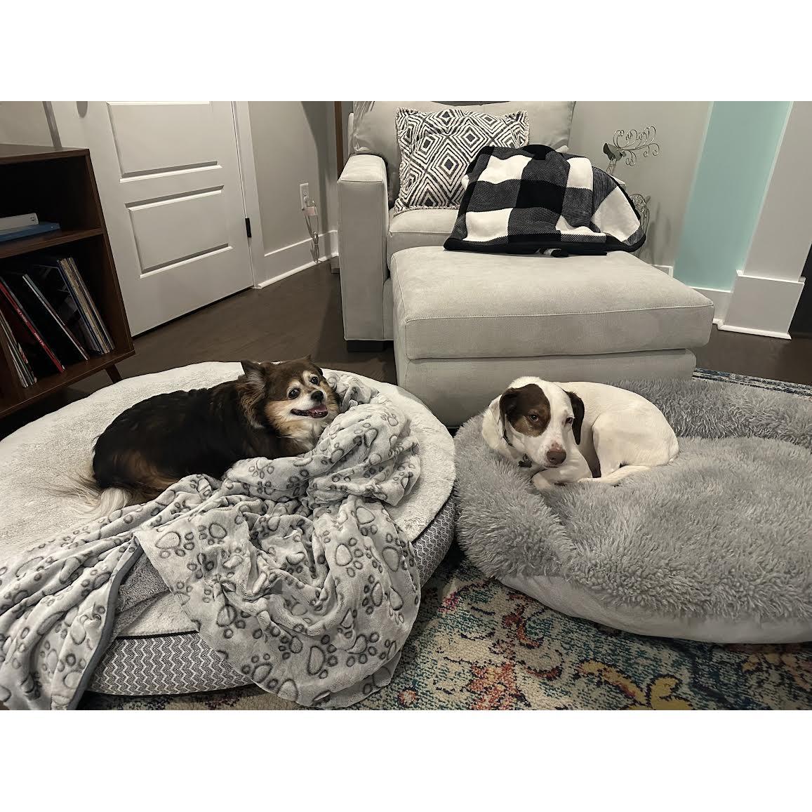 Our Girls Polly & June!