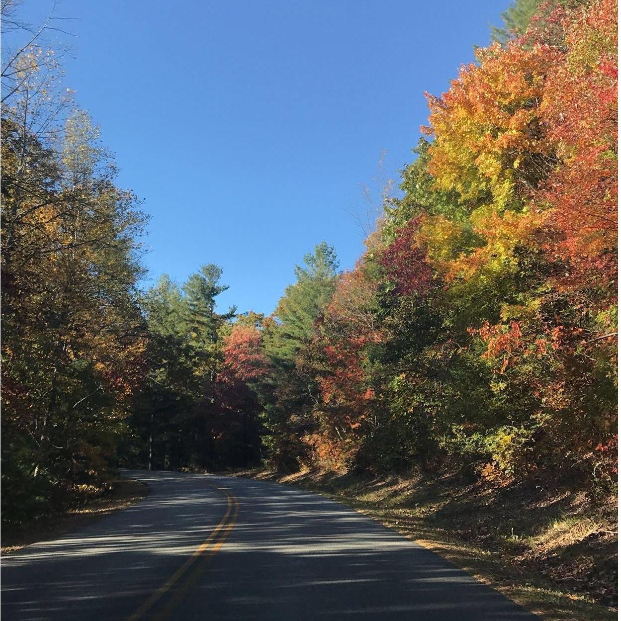 Don't say we didn't tell ya to drive the Blue Ridge Parkway... check our "things to do" tab!