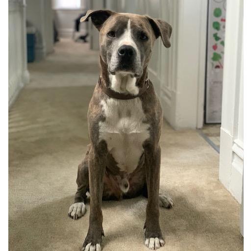 Buck living the city life!