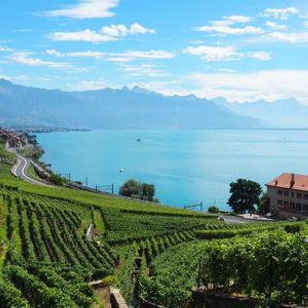 Lavaux Vineyard Wine Tasting