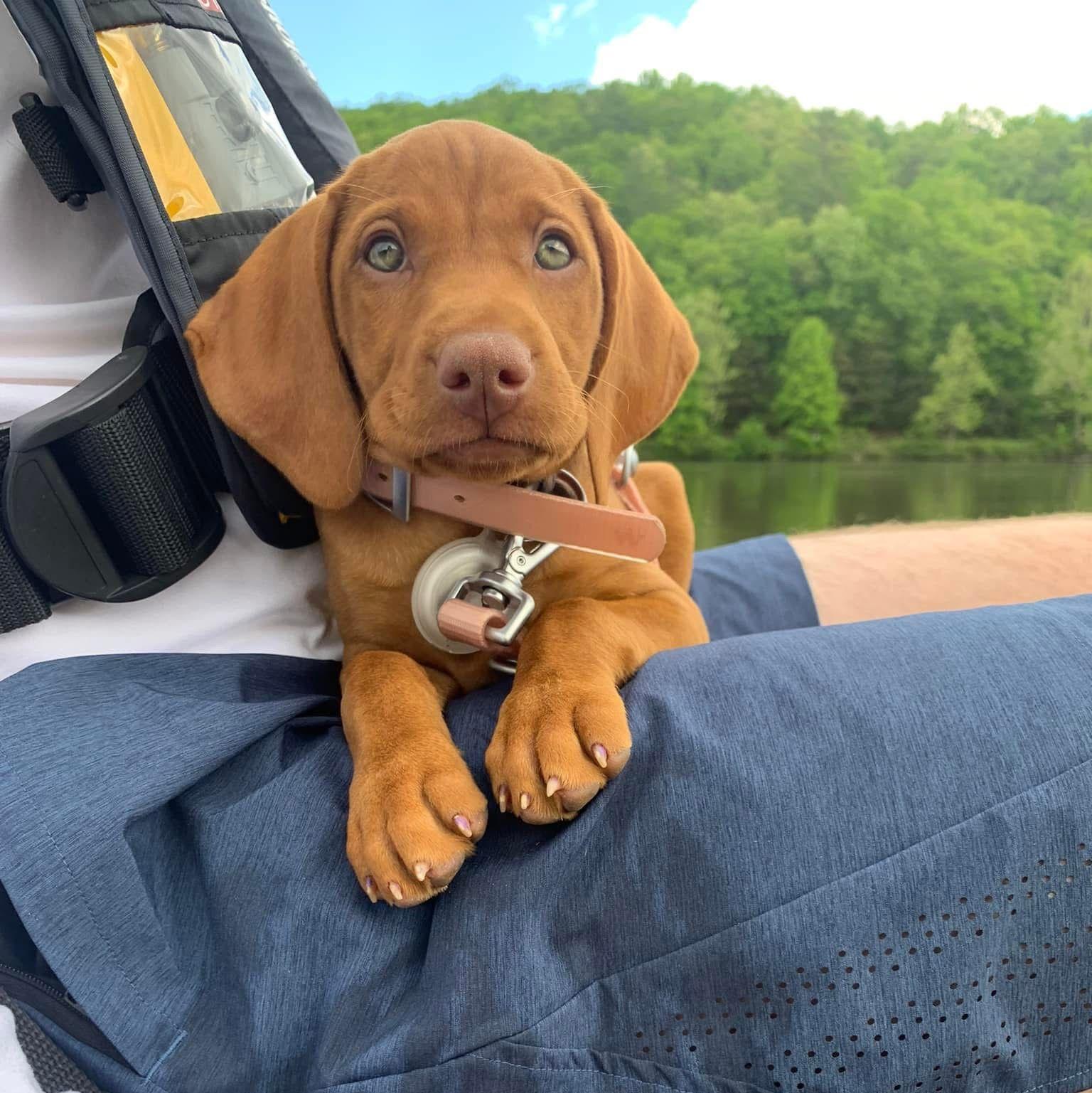 The day Sam and Kendall brought home their first puppy, Allie May! Future dog model!!