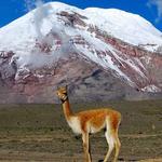 Chimborazo