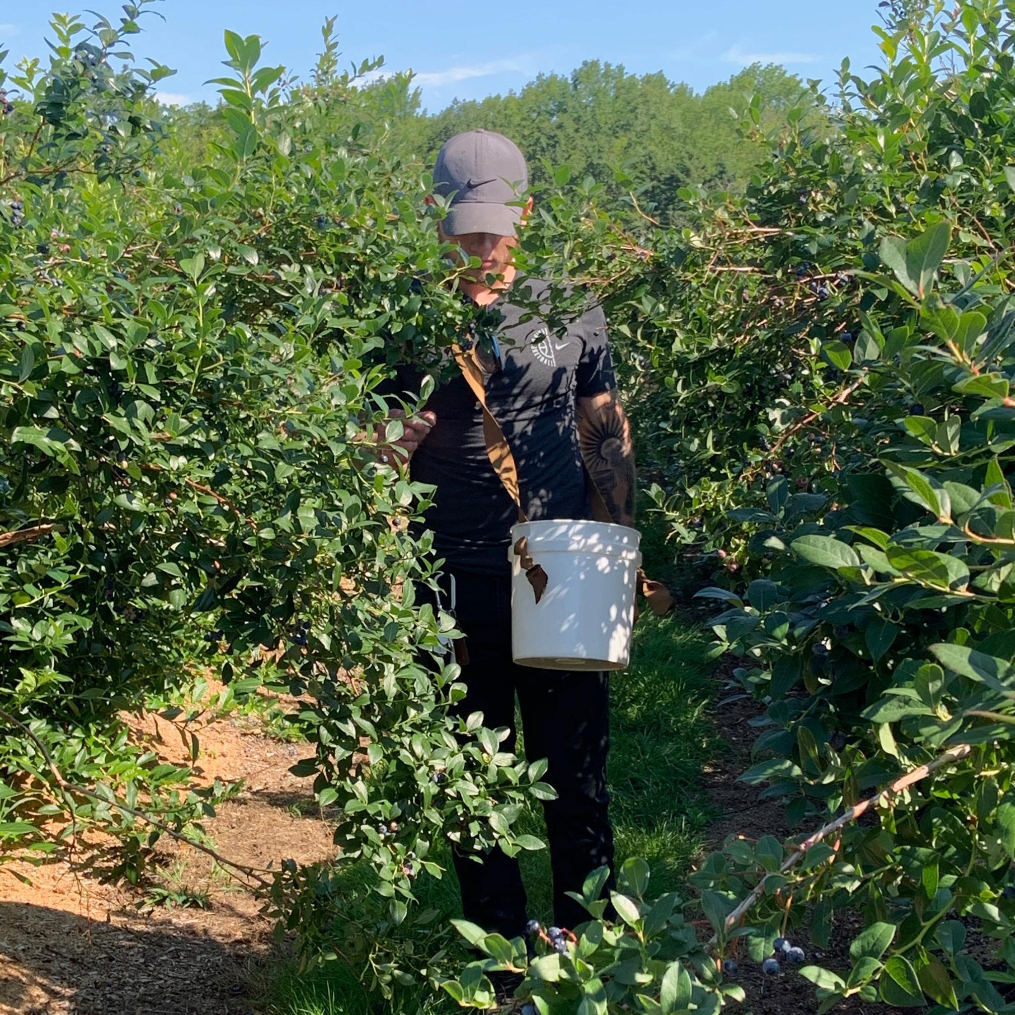Blueberry Picking - Humphrey, NY '20
