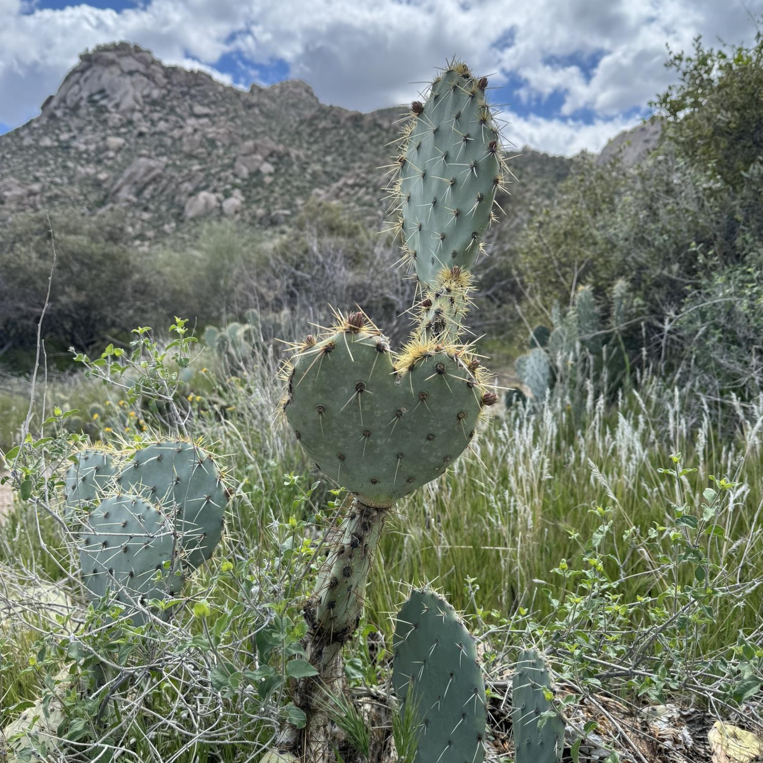 Beautiful landscape from the hike we did the day we got engaged.