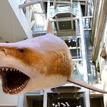 Smithsonian National Museum of Natural History