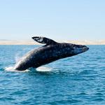 Condor Express Whale Watching