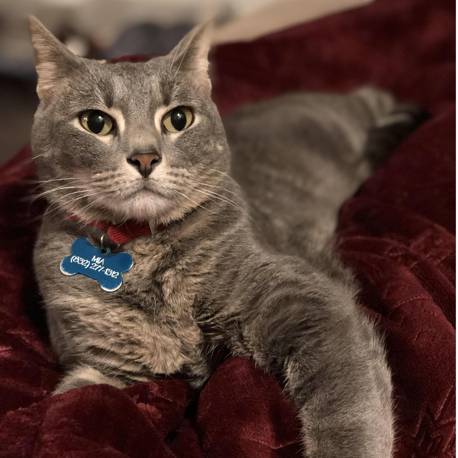 This is Kimmi's Cat, Mia. A once wild kitty tamed by Nick and Bentley's love.