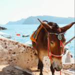 Santorini Donkey