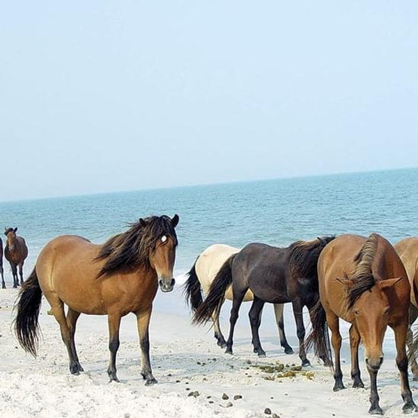Chincoteague Weekend Getaway
