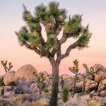 Explore Joshua Tree National Park (Duh!)