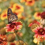 California Botanic Garden