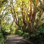 San Diego Botanic Garden