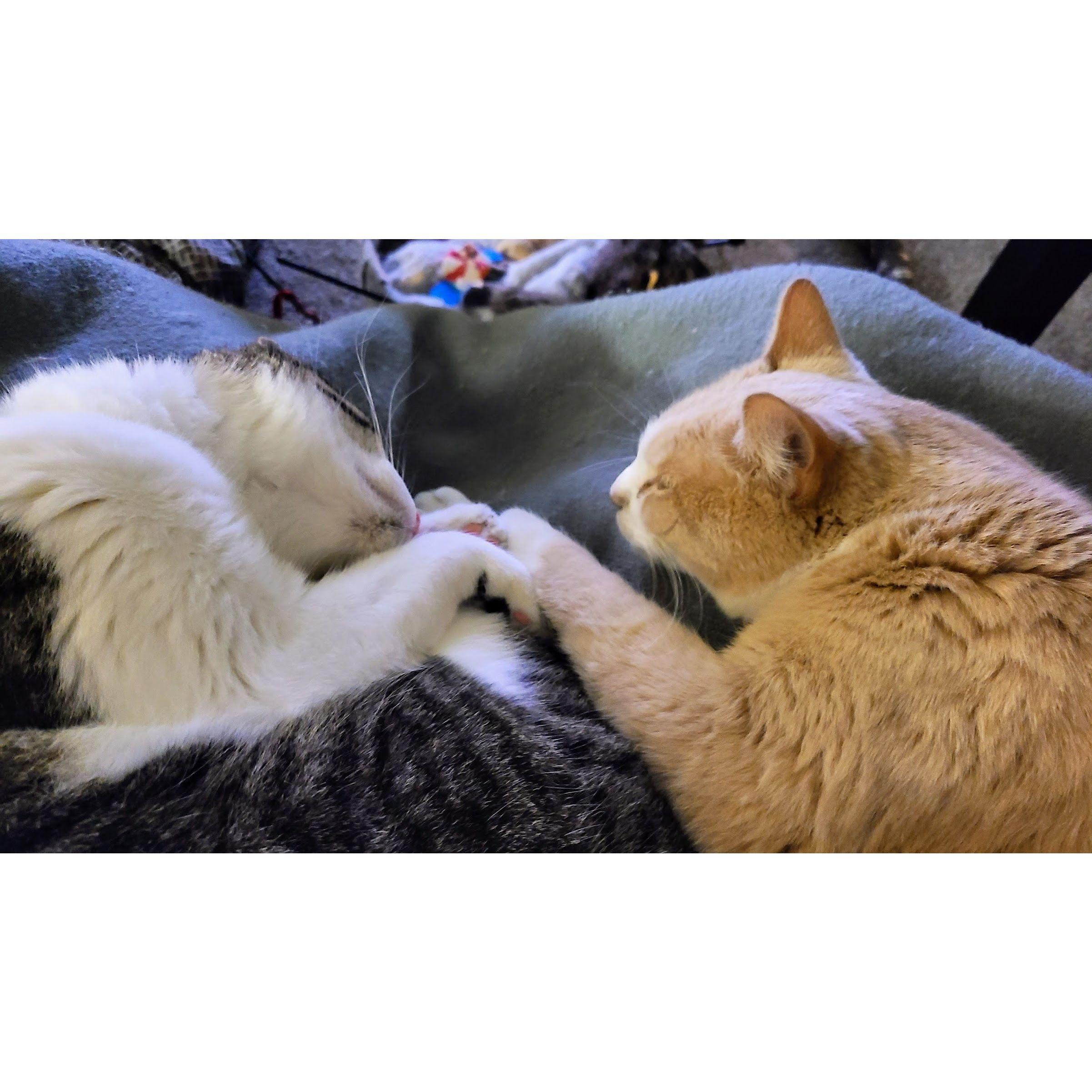 Jojo comforting Mateo when Mateo was sick