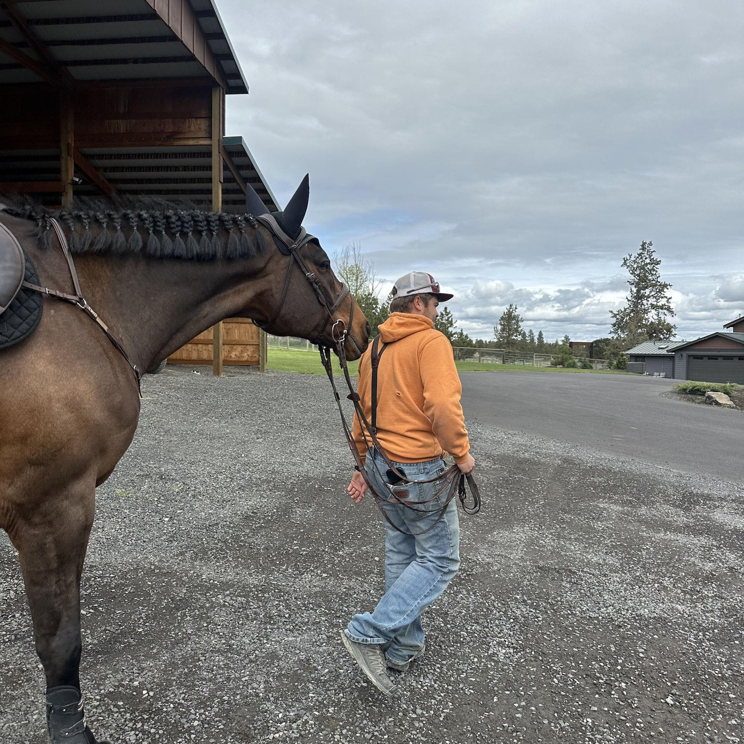 Horse Bonding