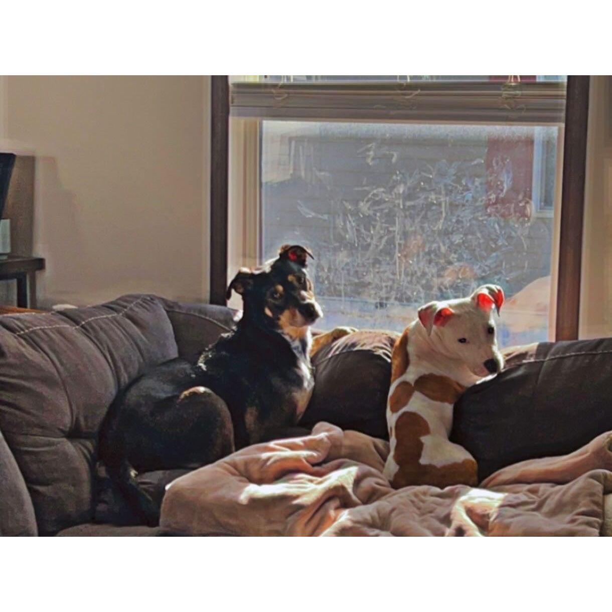 Our family started early, with our fur babies.