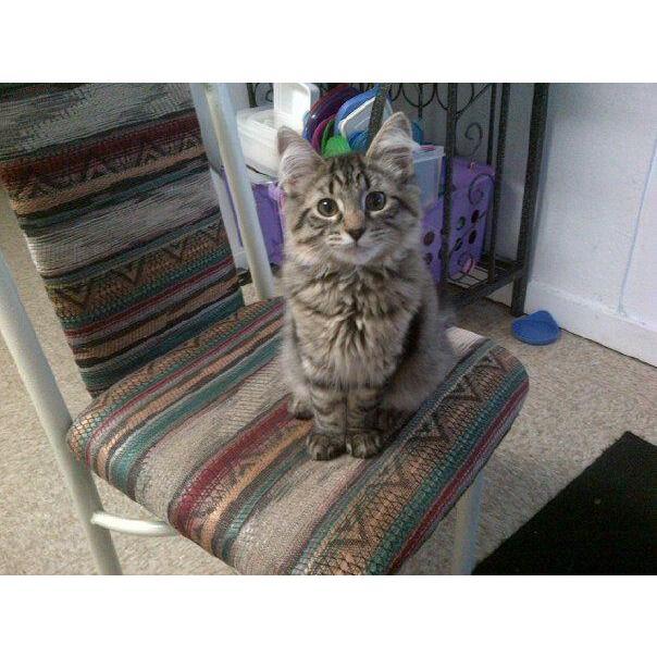 Just a picture of Oscar as a kitten because he is SO CUTE!