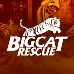 Big Cat Rescue