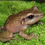 El Coqui