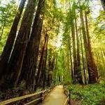 Muir Woods National Park