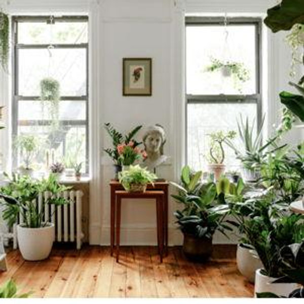 Plant Fund!