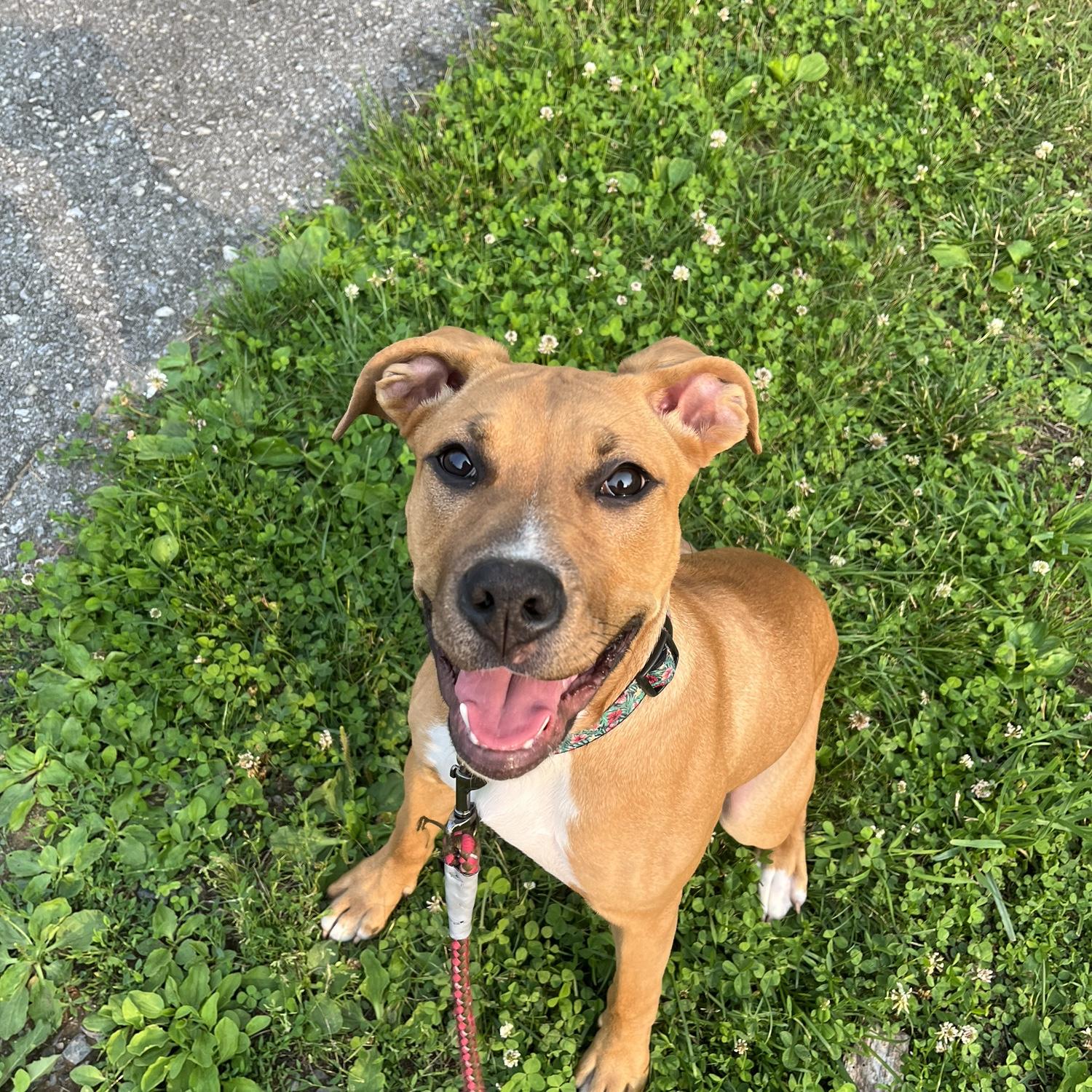 Our princess, Nala! She adores every human, toy, and food item she meets, but sadly she won’t be in attendance for the big day. Be sure to look for little homages to her throughout the venue though!