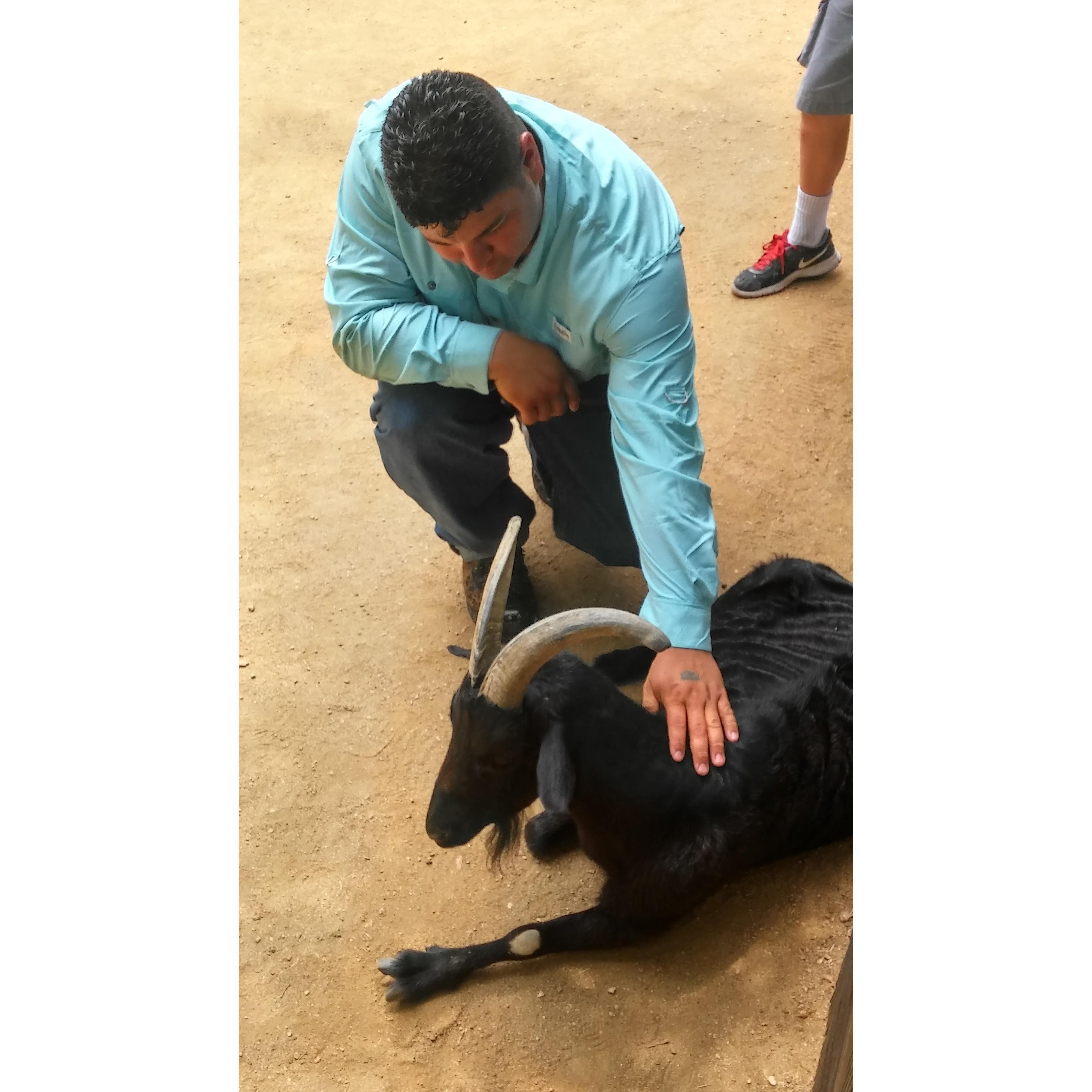 Jubal blessing a goat at the San Antonio Zoo. lol