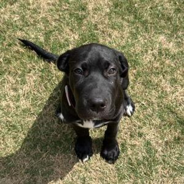 Pet Sitting for Dozer