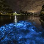 Bioluminescence Tours