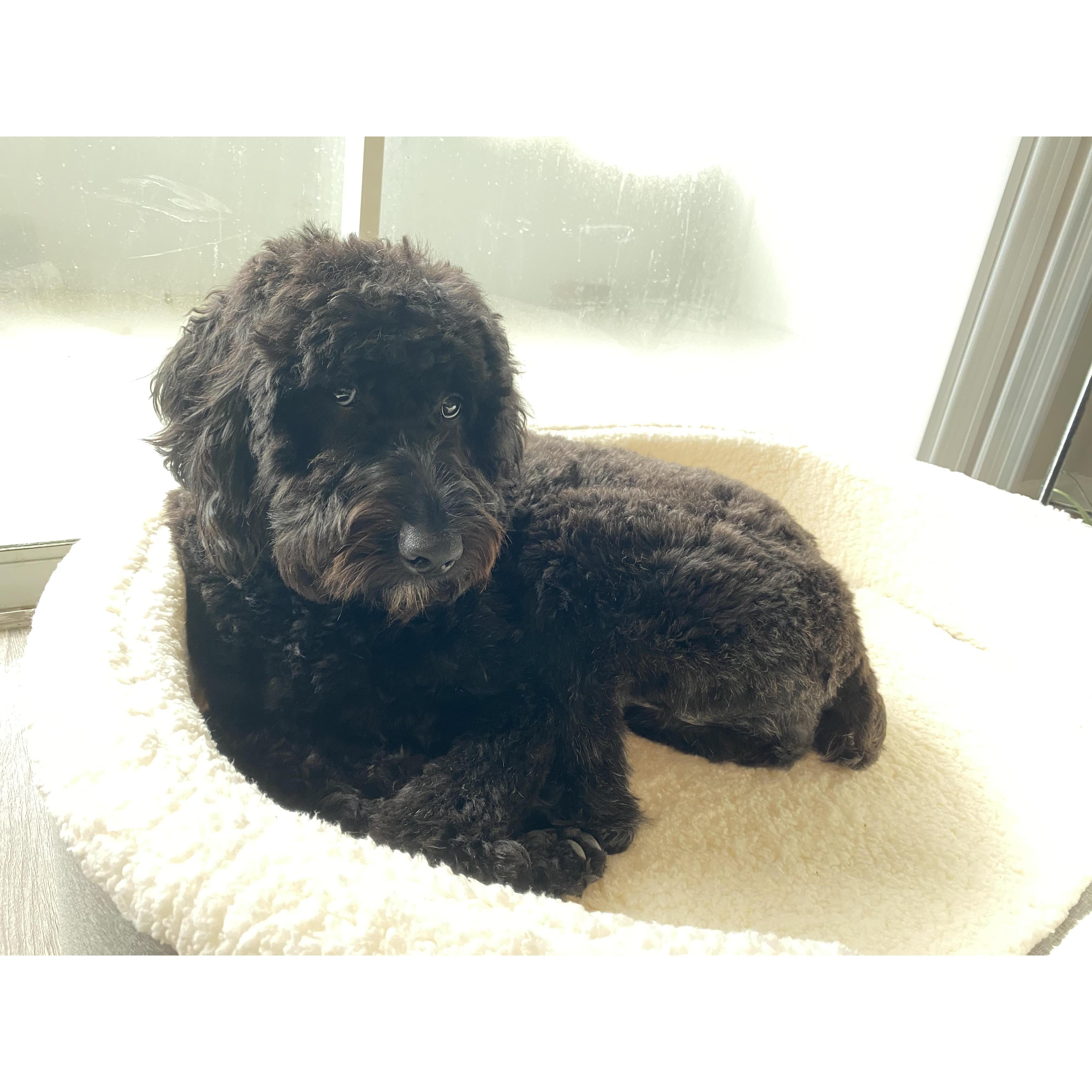 Here is a picture of our Australian Shepard and poodle mix, Sasha!