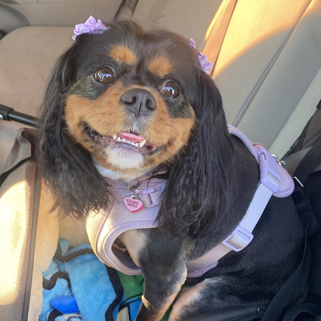 Camp Bow Wow for Rosemary