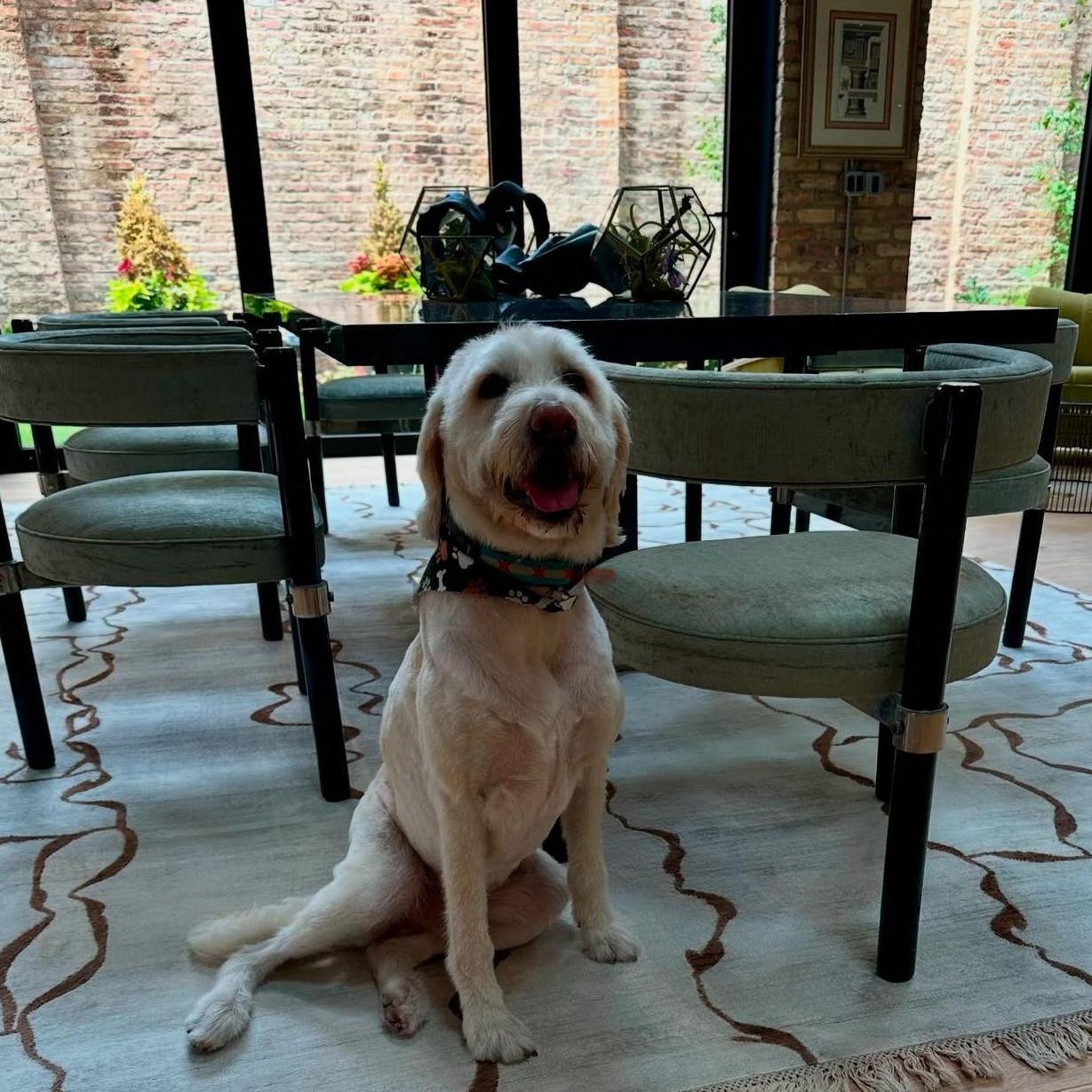 Our doodle face, Mr. Milo Murphy💕