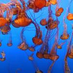 Monterey Bay Aquarium