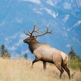 Elk Watching