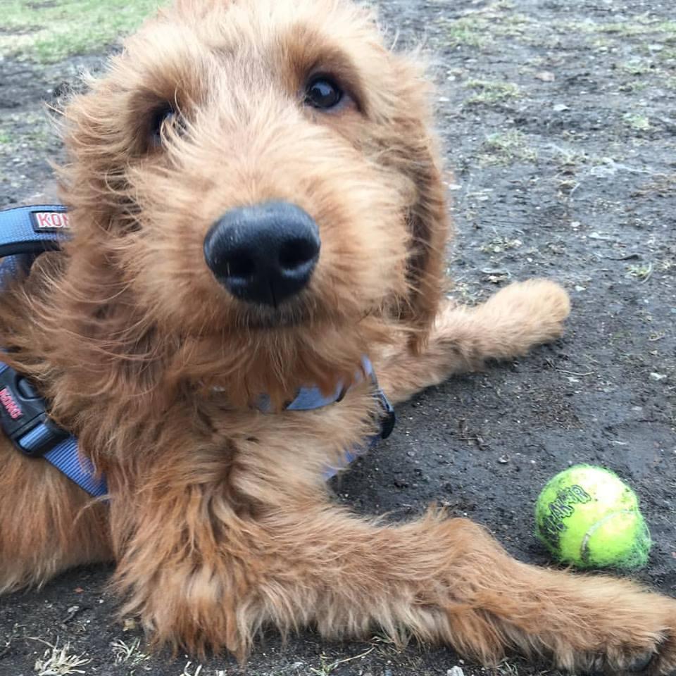 Our fur baby!