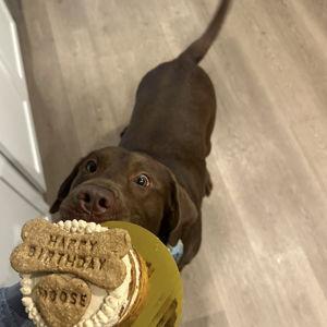 Dog Sitting for Moose During Honeymoon