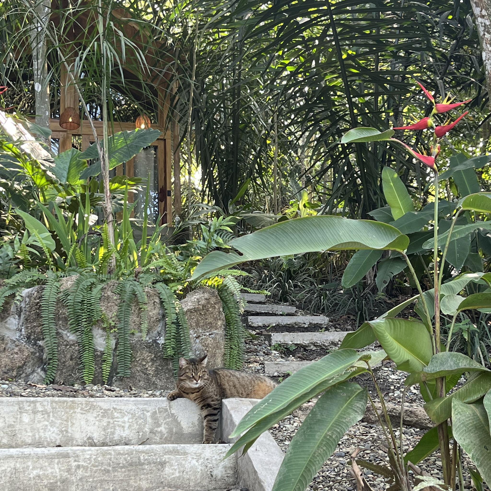 Izzy cat enjoying the jungle life at Cinco Cerros