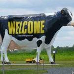 Cow scavenger hunt