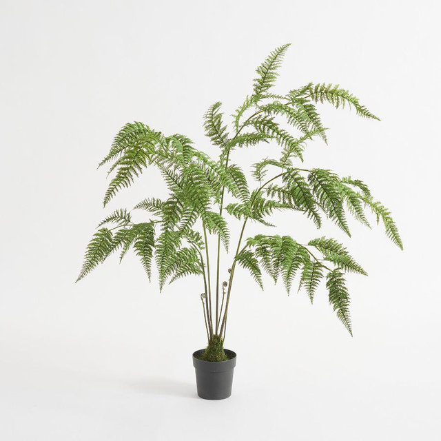 Potted Fern Tree 6'H