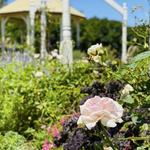 Antique Rose Emporium - Nursery & Display Gardens