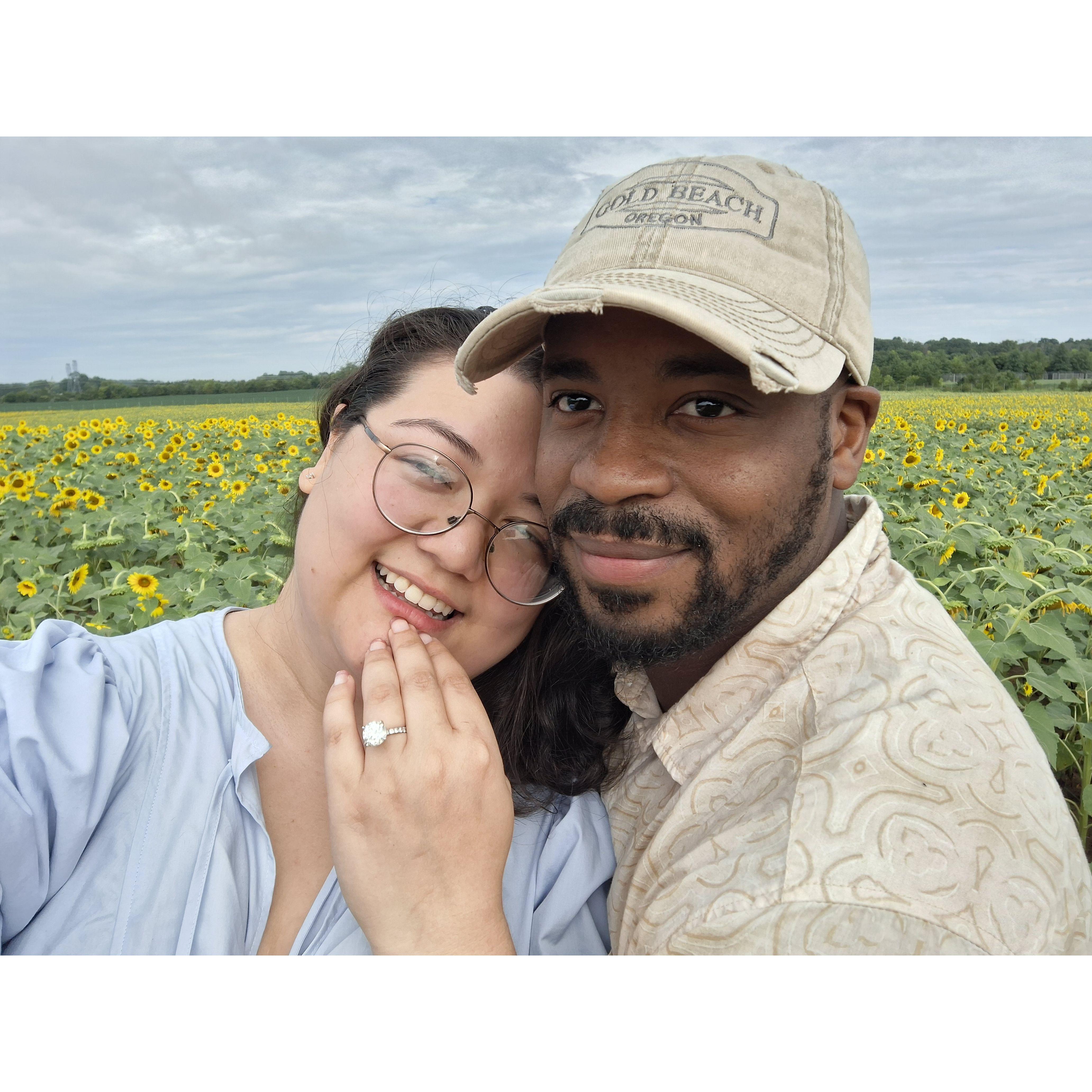 Taking engagement photos at the sunflower farm