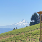 Loop de Loop Wines
